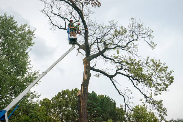 Best Utility Line Clearance  in Annetta, TX