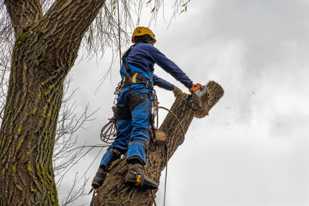 Best Firewood Processing and Delivery  in Annetta, TX