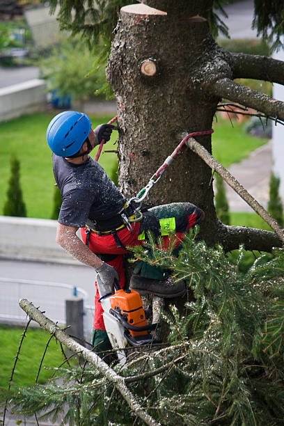  Annetta, TX Tree Services Pros