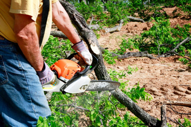 Best Tree Risk Assessment  in Annetta, TX